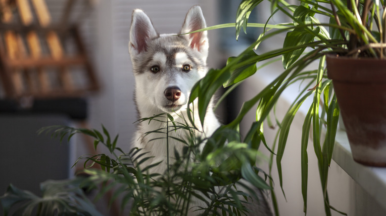 dog standing behind house plants