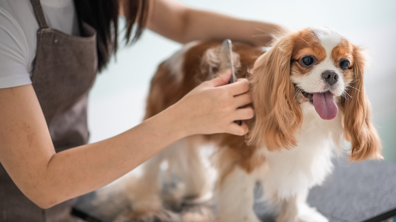 dog being combed by groomer