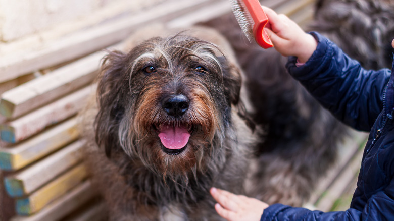 long-haired dog being brushed