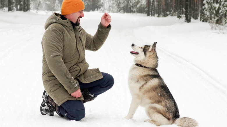 Man training husky outdoors in snow