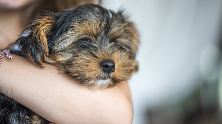 yorkie sleeping in a child's arms