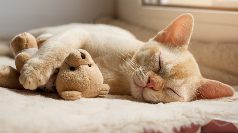 A sleeping cat snuggling with a stuffed bear