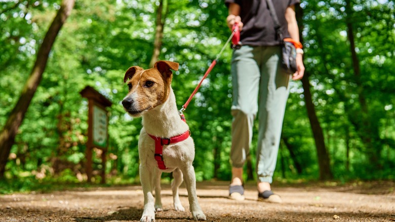 Woman walking a Jack Russel Terrier in nature