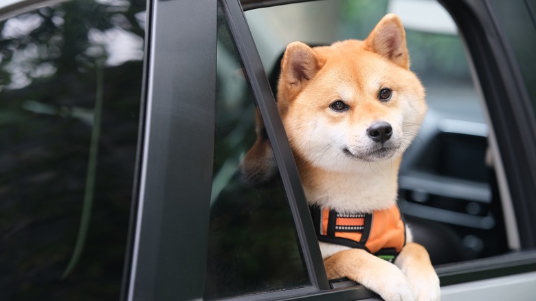 Shiba Inu dog hanging out car window