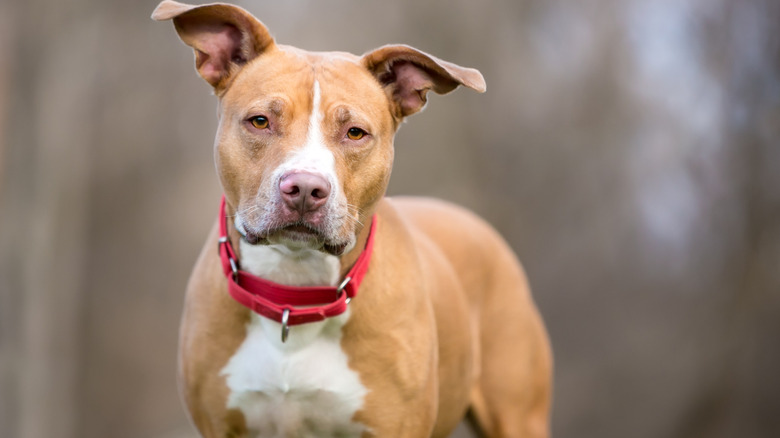 A brown and white Pitbull terrier with a red collar