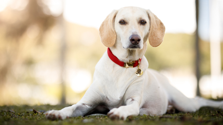 A Labrador retriever mix lying in the grass wearing a red collar