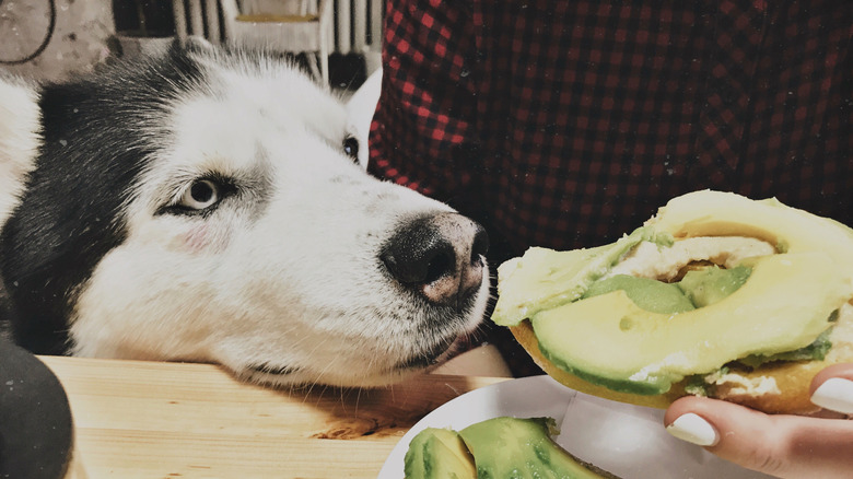 Close-up of husky inches away from a sliced avocado