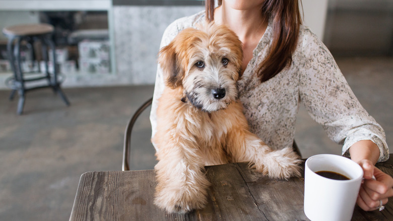 person holding dog and coffee cup