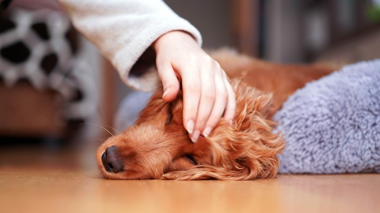 hand strokes dog lying down