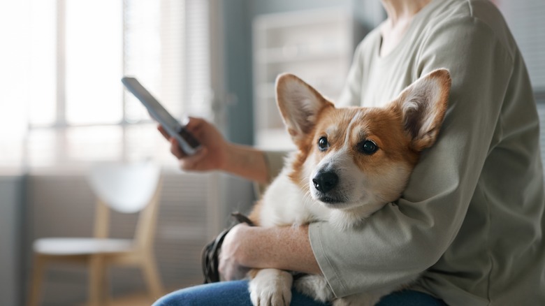 person holding corgi looking at phone