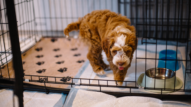 puppy in a crate