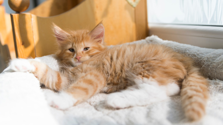 Tabby kitten lying in pet bed near window