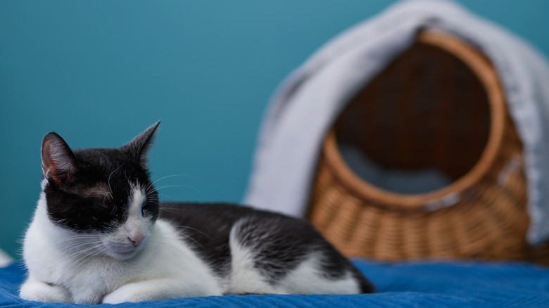 Cat lying on floor in foreground, wicker unused cat bed in background