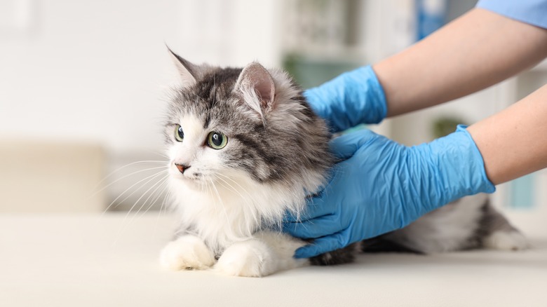 Person with latex gloves holding cat on table