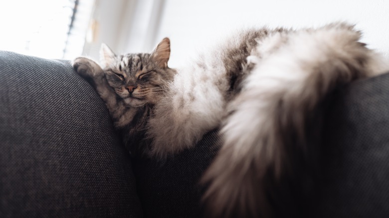 cat hanging off couch