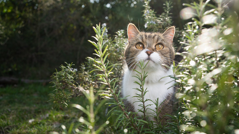 Cat standing in a rosemary bush looking up