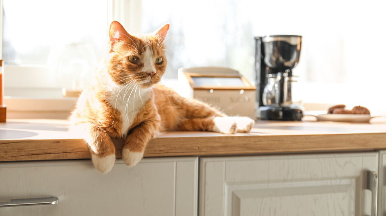 A white and orange cat lounging on a kitchen counter