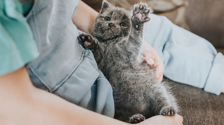 a kid holding a kitten