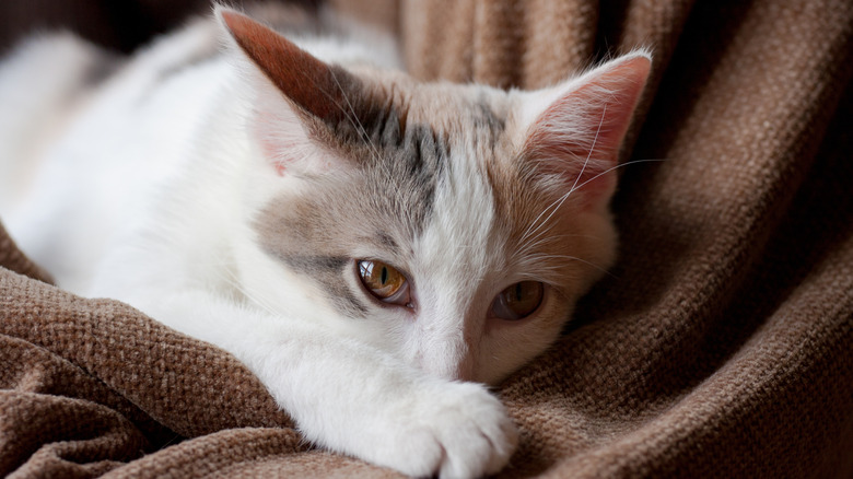 a sick cat lying down