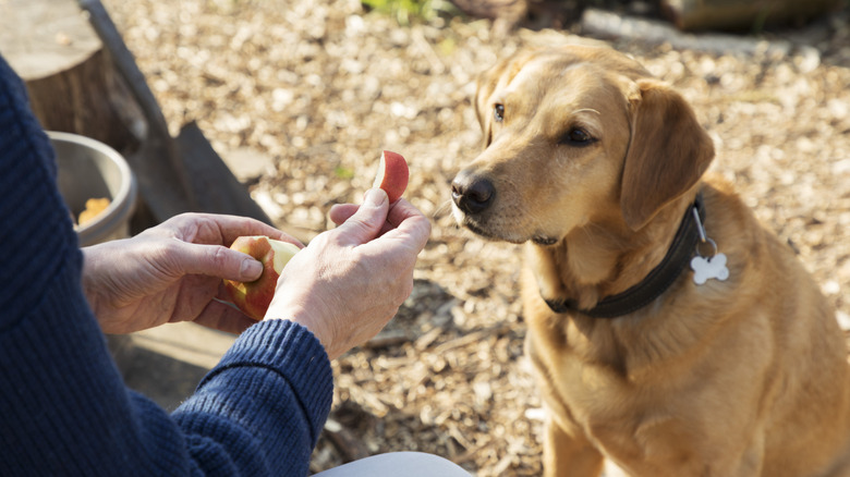 Man handing his dog a piece of apple outdoors