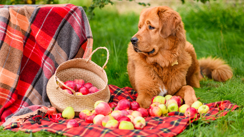 Dog lying outdoors near blanket of apples