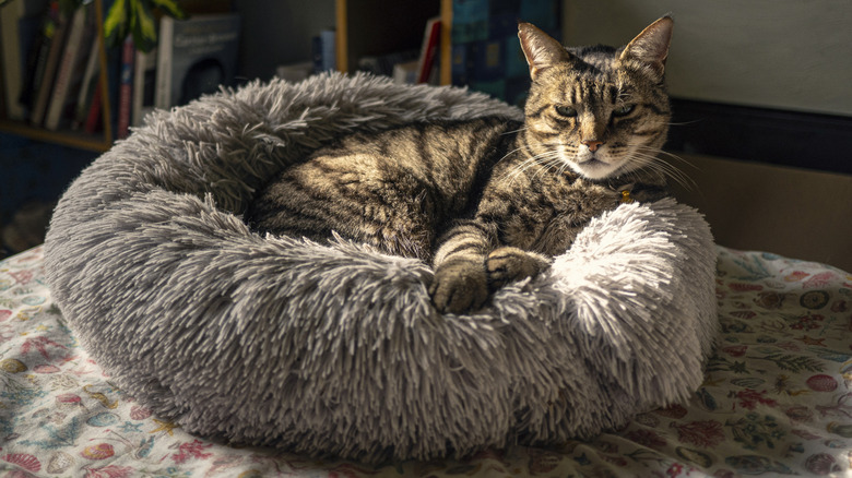 A multi-colored cat lying in a fluffy gay bed