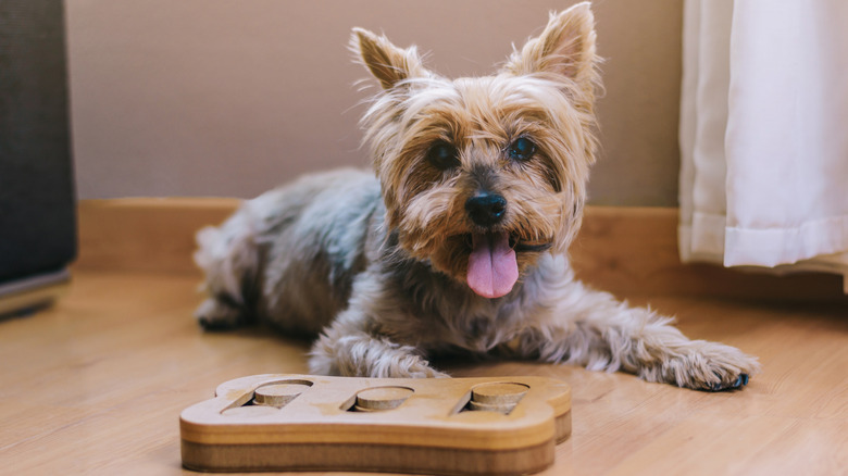 Yorkie with a puzzle toy