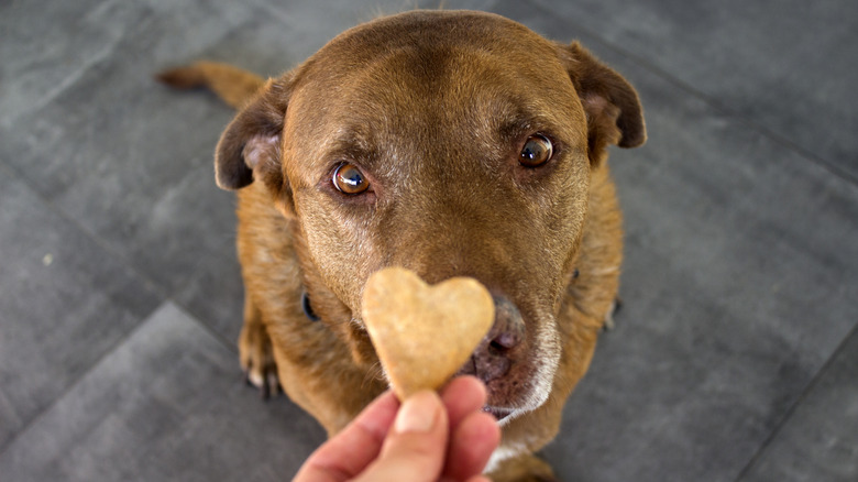 Labrador Retriever getting a homemade treat