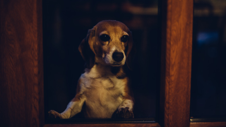 Sad dog looking outside window at night