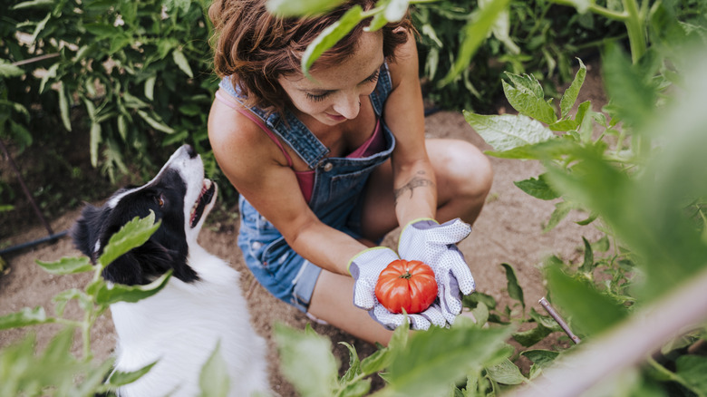 Woman holding freshly picked tomato from garden, with dog sitting beside her