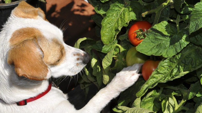 Dog pawing at tomatoes in a garden