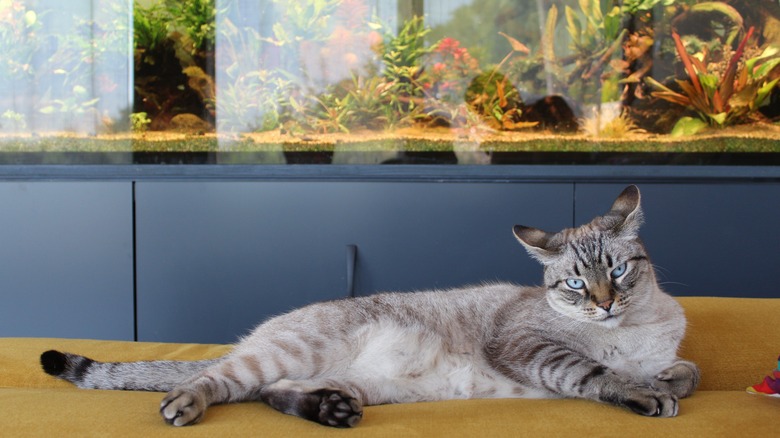 A cat coexisting with a large fish tank