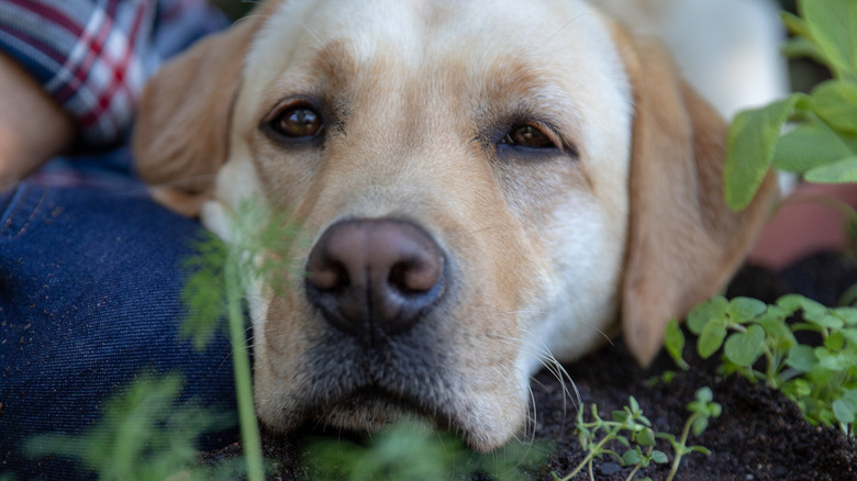 dog looking at parsley plant