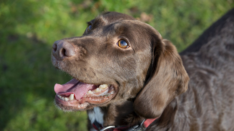 close up of dog mouth open