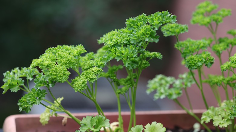 curly parsley growing in pot