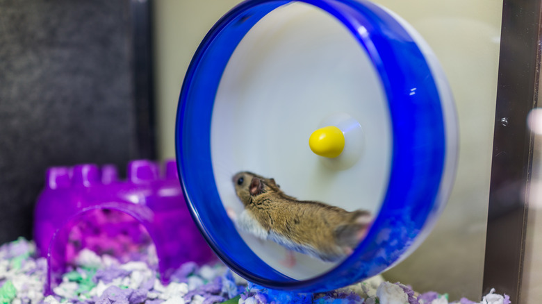 A hamster running on a blue plastic wheel inside of an enclosure