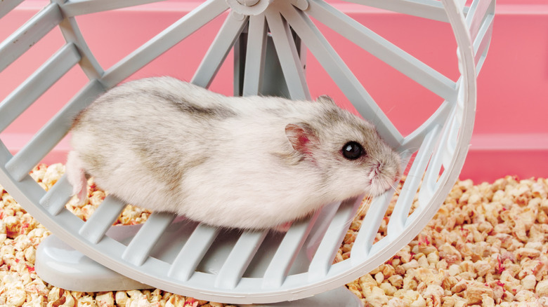 A white and gray hamster on a plastic hamster wheel