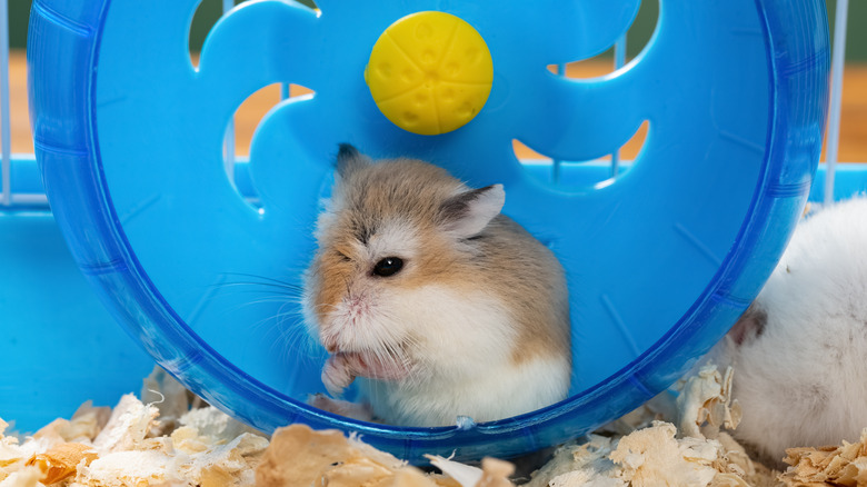 A white and brown hamster sitting and cleaning itself on a plastic hamster wheel