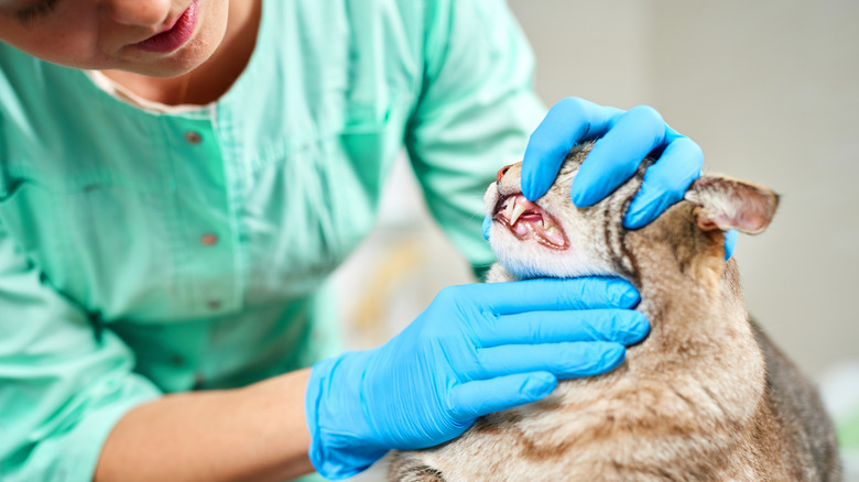 Animal dentist checking cat's teeth